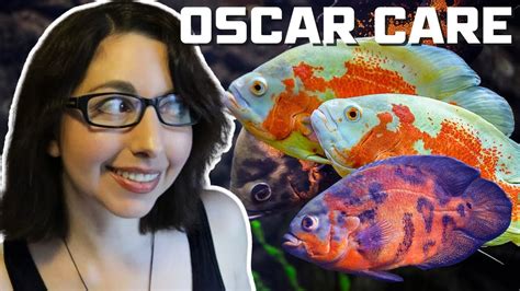 Oscar Fish Care: Complete Guide for Beginners.